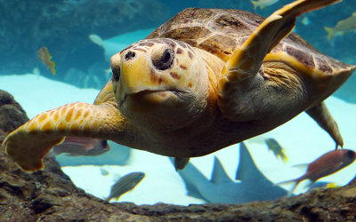 Florida Aquarium Needs Your Help Naming New Sea Turtle