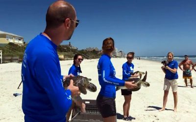 Florida Aquarium Returns Green Sea Turtles to The Ocean