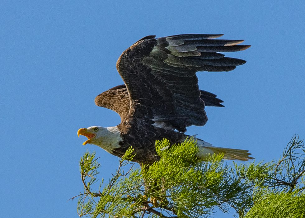 For The Birds? | News Of Sun City Center And South County